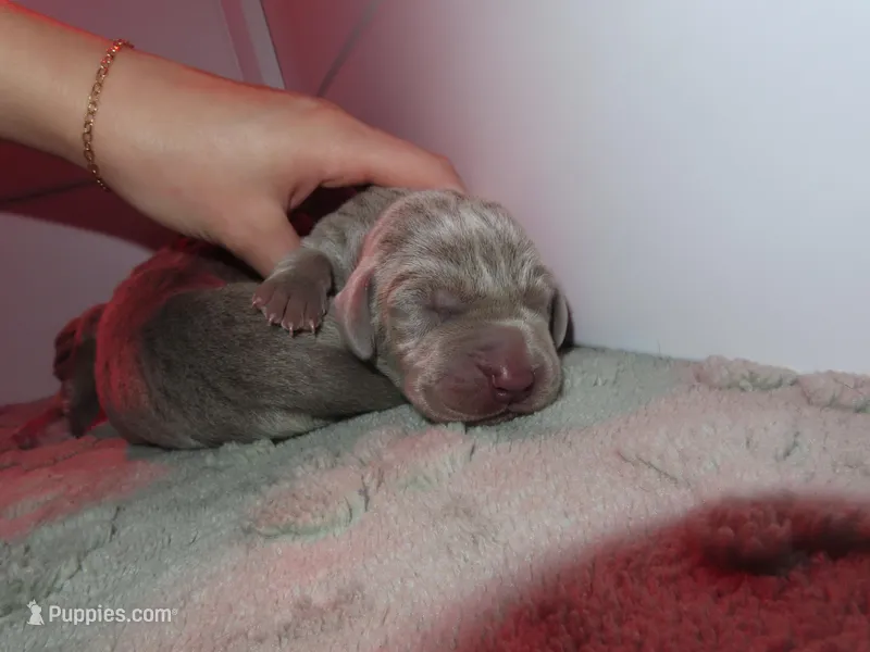 Pink – Weimaraner puppy for sale in Summerville, SC