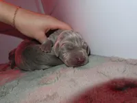 Pink, a male Weimaraner for sale in Summerville, SC – Photo 1 of 3