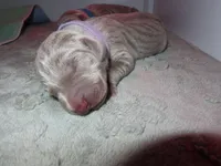 Lavender, a female Weimaraner for sale in Summerville, SC – Photo 2 of 2