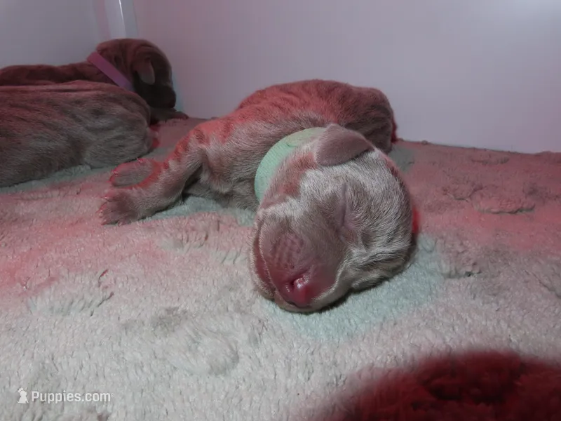 Aqua – Weimaraner puppy for sale in Summerville, SC