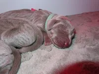 Aqua, a female Weimaraner for sale in Summerville, SC – Photo 2 of 2