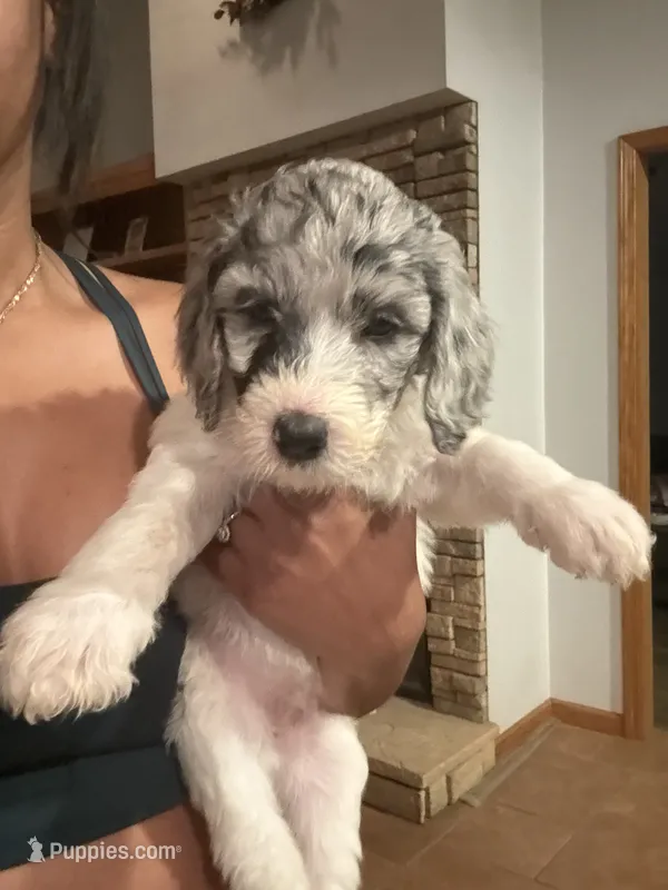 Peppa – Double Doodle puppy for sale in Simpsonville, SC
