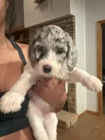 Peppa, a female Double Doodle for sale in Simpsonville, SC – 1 of 1