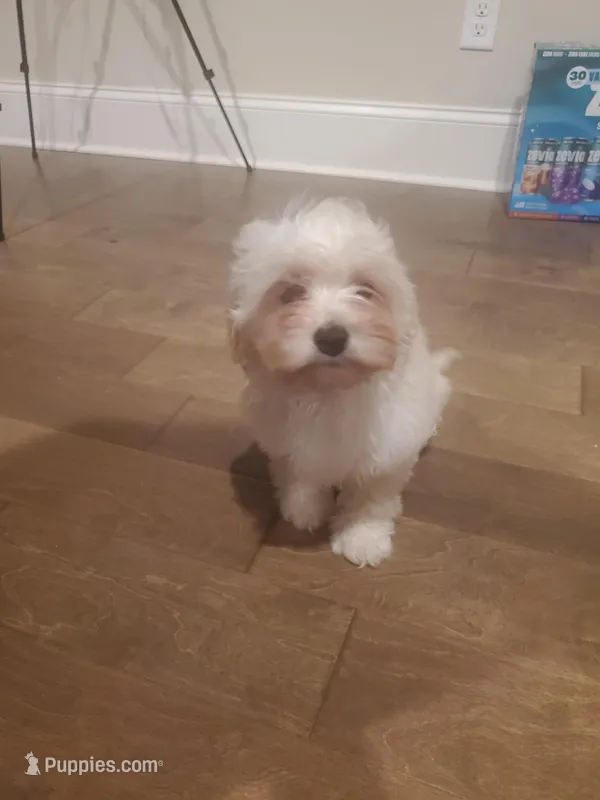 Sky – Maltipoo, Maltese puppy for sale in Lexington, SC