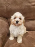 processed/6a87b045-a5fb-47f6-9a27-5941e4ff4fc9/listing/cd7d1d13-6f18-4589-8c84-9dfc43545342/ca648f30-5363-4cc0-9d5b-2747bc513b9a