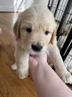 Burgundy, a female Golden Retriever for sale in Richmond, VA – Photo 2 of 10