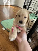 Burgundy, a female Golden Retriever for sale in Richmond, VA – Photo 7 of 10