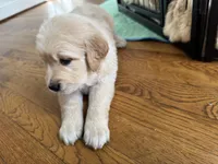Burgundy, a female Golden Retriever for sale in Richmond, VA – Photo 5 of 10