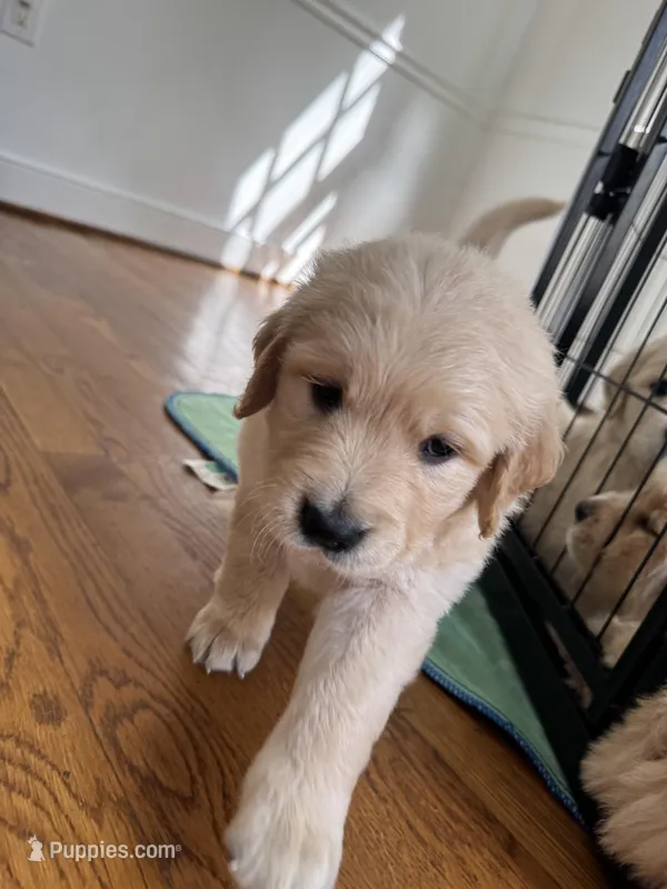 Burgundy – Golden Retriever puppy on hold in Richmond, VA