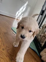 Burgundy, a female Golden Retriever for sale in Richmond, VA – Photo 1 of 10