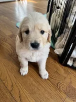 Burgundy, a female Golden Retriever for sale in Richmond, VA – Photo 6 of 10