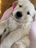 Burgundy, a female Golden Retriever for sale in Richmond, VA – Photo 8 of 10