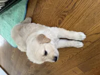 Burgundy, a female Golden Retriever for sale in Richmond, VA – Photo 9 of 10