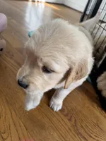 Burgundy, a female Golden Retriever for sale in Richmond, VA – Photo 3 of 10