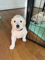 Purple, a female Golden Retriever for sale in Richmond, VA – Photo 9 of 10