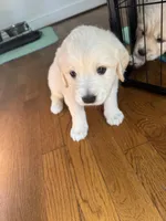 Purple, a female Golden Retriever for sale in Richmond, VA – Photo 8 of 10