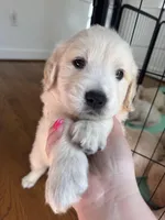 Purple, a female Golden Retriever for sale in Richmond, VA – Photo 3 of 10