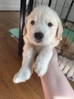 Purple, a female Golden Retriever for sale in Richmond, VA – Photo 6 of 10