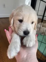 Purple, a female Golden Retriever for sale in Richmond, VA – Photo 5 of 10