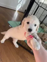 Purple, a female Golden Retriever for sale in Richmond, VA – Photo 4 of 10