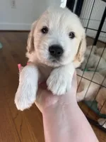 Purple, a female Golden Retriever for sale in Richmond, VA – Photo 2 of 10