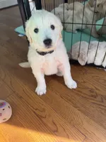 Purple, a female Golden Retriever for sale in Richmond, VA – Photo 10 of 10