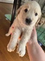 Purple, a female Golden Retriever for sale in Richmond, VA – Photo 7 of 10