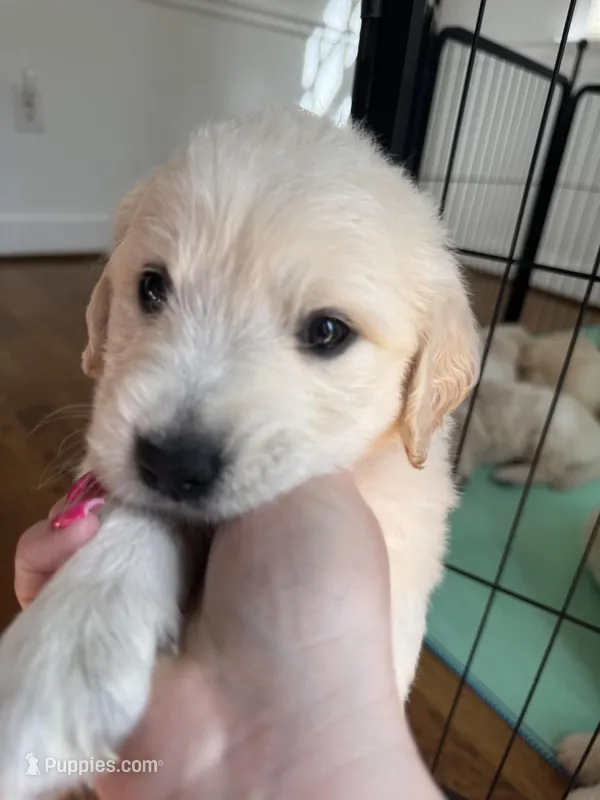 Purple – Golden Retriever puppy for sale in Richmond, VA
