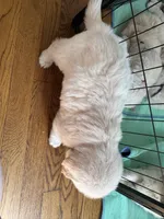 Blue, a male Golden Retriever for sale in Richmond, VA – Photo 4 of 10