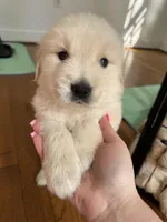 Blue, a male Golden Retriever for sale in Richmond, VA – Photo 7 of 10