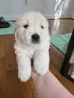 Blue, a male Golden Retriever for sale in Richmond, VA – Photo 5 of 10