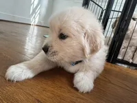 Blue, a male Golden Retriever for sale in Richmond, VA – Photo 3 of 10