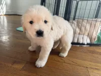 Blue, a male Golden Retriever for sale in Richmond, VA – Photo 6 of 10