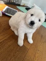 Blue, a male Golden Retriever for sale in Richmond, VA – Photo 9 of 10