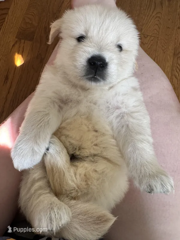 Boy – Golden Retriever puppy for sale in Richmond, VA