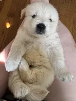 Blue, a male Golden Retriever for sale in Richmond, VA – Photo 1 of 10