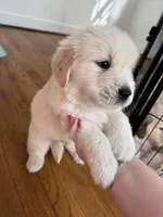 Blue, a male Golden Retriever for sale in Richmond, VA – Photo 8 of 10