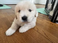 Blue, a male Golden Retriever for sale in Richmond, VA – Photo 2 of 10