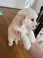 Blue, a male Golden Retriever for sale in Richmond, VA – Photo 10 of 10