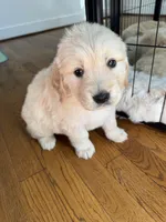 Yellow, a female Golden Retriever for sale in Richmond, VA – Photo 6 of 10