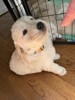 Yellow, a female Golden Retriever for sale in Richmond, VA – Photo 4 of 10