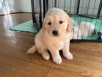 Yellow, a female Golden Retriever for sale in Richmond, VA – Photo 9 of 10
