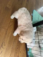 Yellow, a female Golden Retriever for sale in Richmond, VA – Photo 10 of 10