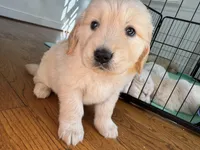 Yellow, a female Golden Retriever for sale in Richmond, VA – Photo 2 of 10