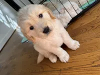 Yellow, a female Golden Retriever for sale in Richmond, VA – Photo 5 of 10