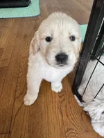 Yellow, a female Golden Retriever for sale in Richmond, VA – Photo 1 of 10