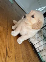 Yellow, a female Golden Retriever for sale in Richmond, VA – Photo 3 of 10