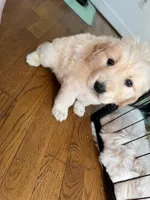 Yellow, a female Golden Retriever for sale in Richmond, VA – Photo 8 of 10