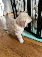 Red, a female Golden Retriever for sale in Richmond, VA – Photo 7 of 9