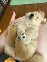 Red, a female Golden Retriever for sale in Richmond, VA – Photo 5 of 9